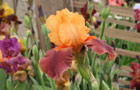 Iris