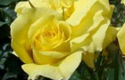 Rose record (image: Rosa 'Fern's Rose')