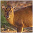 Muntjac c/o Natural England and Glendell