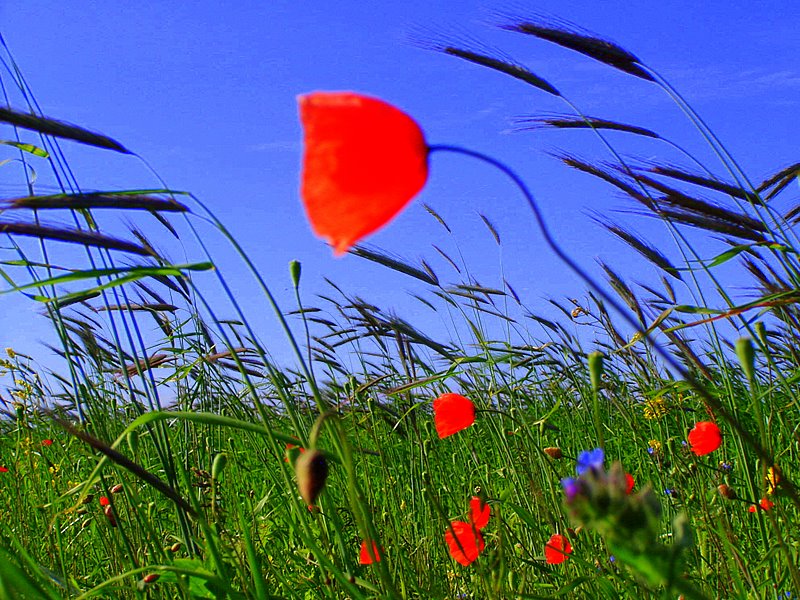 Poppies in a South Uist field