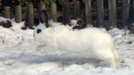 Easter bunny running for cover. Image by Anne.