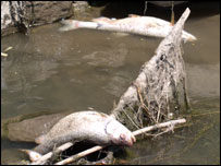 Dead fish in pollution incident in River Glaze-Pennington Brook-Westleigh Brook, Manchester case