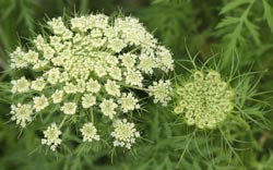 carrot flowers