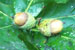 Acorns