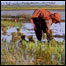 Plantação de arroz