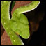 Cobra verde