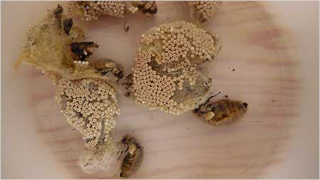 Female vapourer moths with eggs c/o Annabelle Tipper