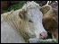 bull