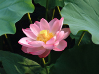 Pink lotus flower