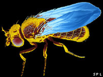 Mosca de fruta