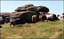 Dartmoor ponies