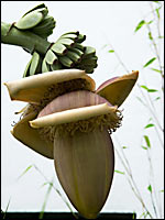 Banana tree in Plymouth
