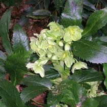 Helleborus argutifolius