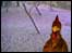 Cirencester Chicken Webcam