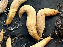Slugs