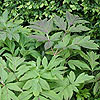 Angelica gigas