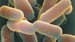 E.coli o157 bacteria