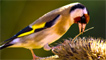 A goldfinch feeding
