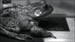 Sapo em filme da Brown University