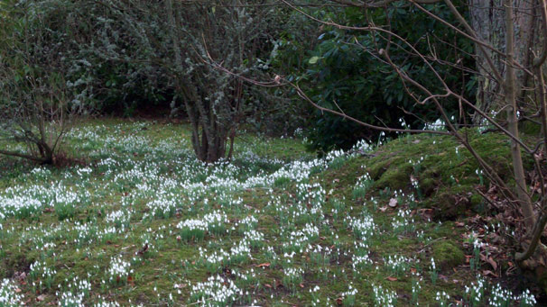 Snowdrops (courtesy of Peter King)