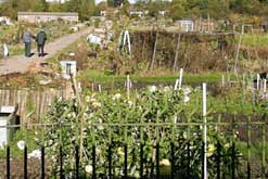 Image: allotments