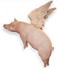 flying pig