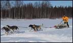 Exercising the huskies.