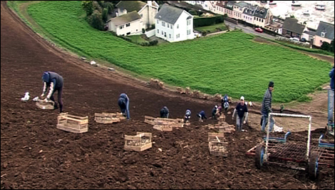 Potato planting in Jersey