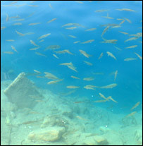 ماهی گيری 