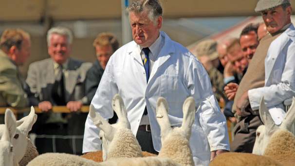 The Border Leicesters stand to attention.
