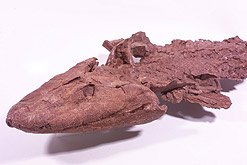 The fossilised remains of Tiktaalik (Ted Daeschler/Nature)