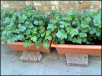 My Jersey Royals