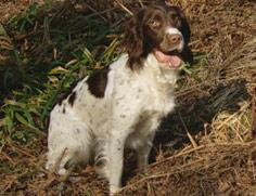 Spaniel dog