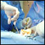 Cirurgia