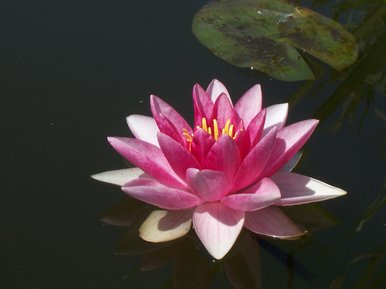 Pink Water Lily