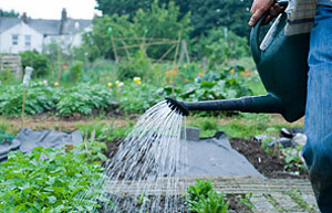 Watering vegetables