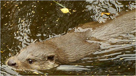 Otter c/o Kevin O'Hara