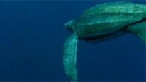 Leatherback