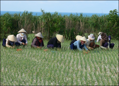Đảo Lý Sơn