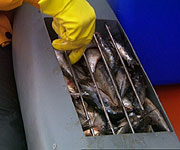 A model of a submarine being stuffed with sardines