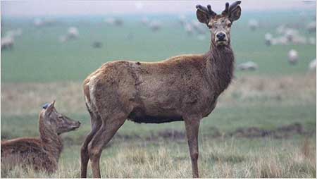 Red Deer