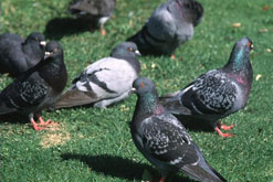 pigeons