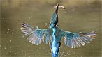 Kingfisher. Photo: Paul Richards