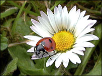Ladybird on a flower