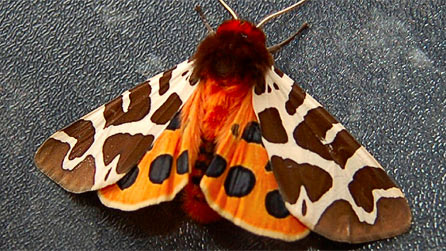 tiger_moth1.jpg