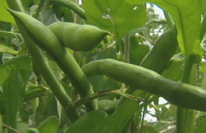 Broad beans