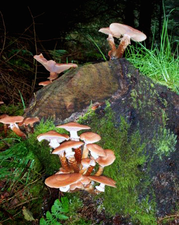 Mushrooms on a log