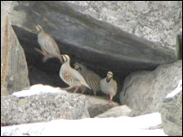 زرکه 