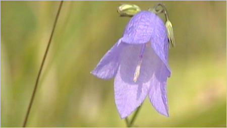 Flower amongst grass