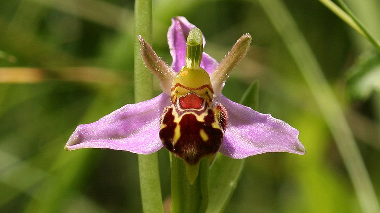 A bee orchid by Mike